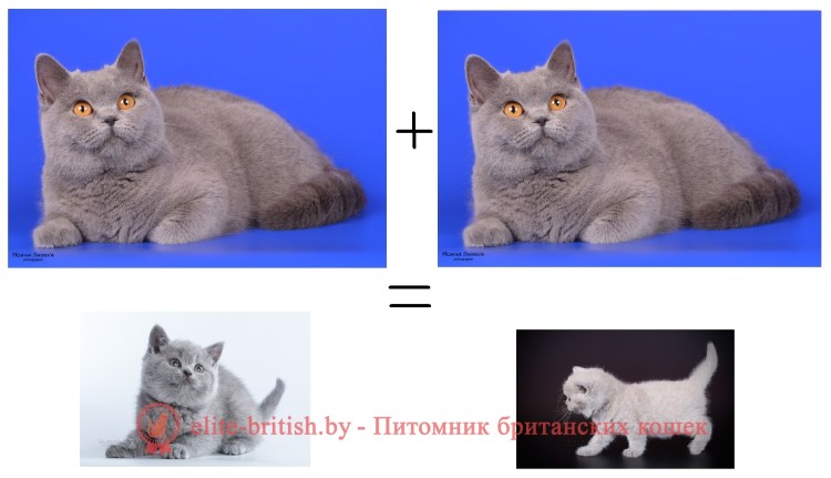 Скоттиш страйт и Британская отличия