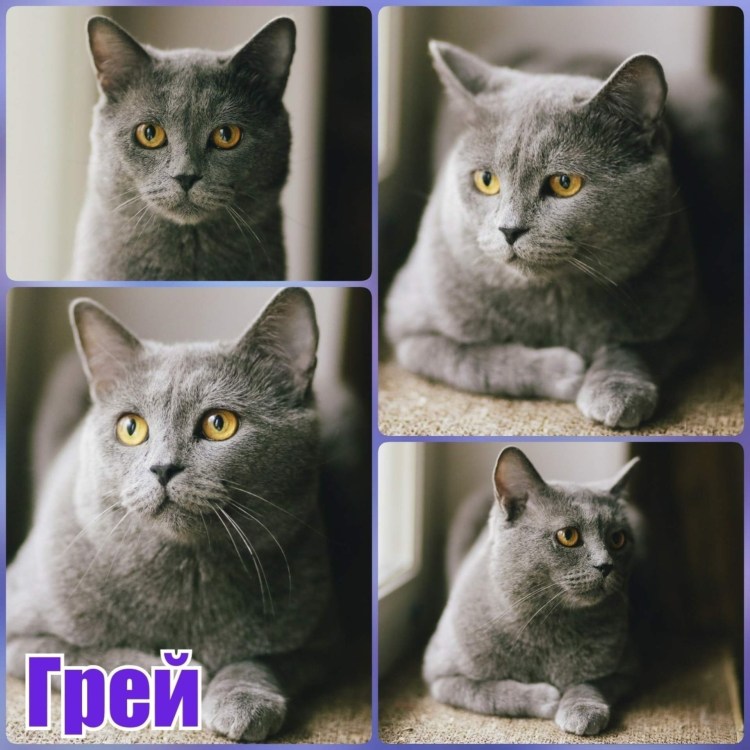 Британский скоттиш страйт