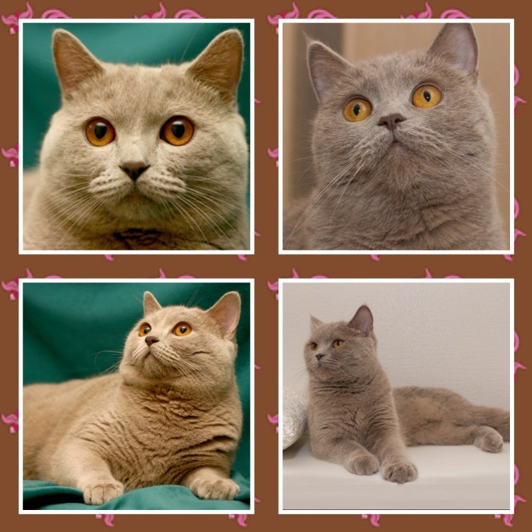 Британец скоттиш страйт