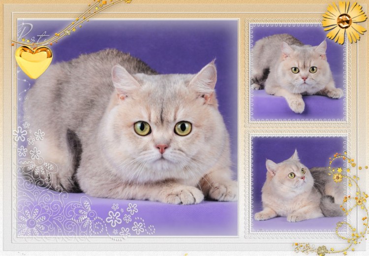 Котята обычные и вислоухие отличия