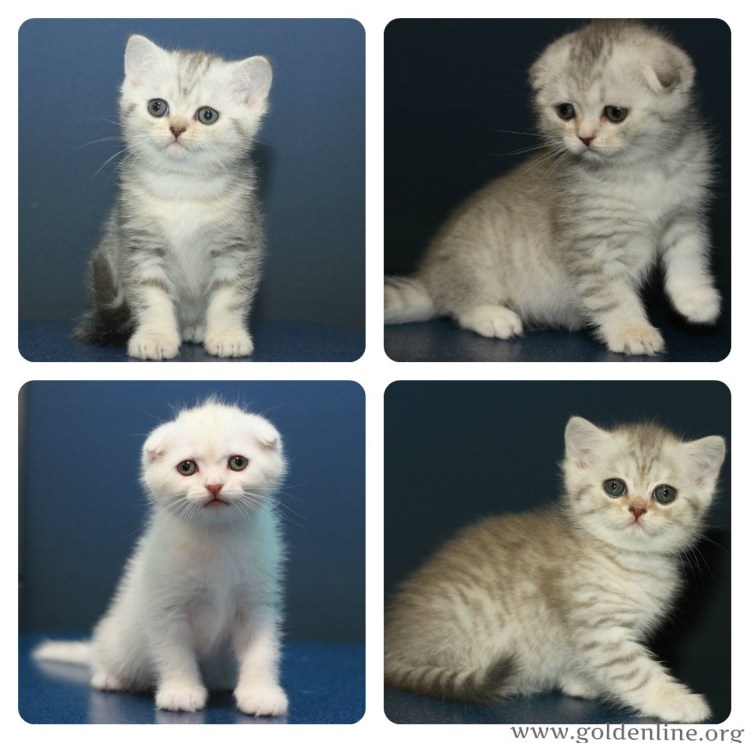 Вислоухие котята британцы