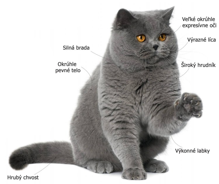 Британская кошка Размеры