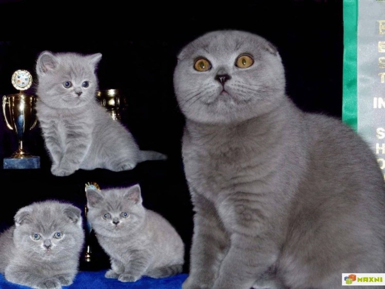 Милые британские вислоухие котята