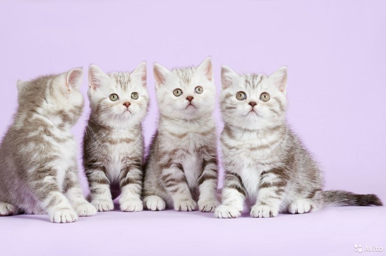 Британский кот в сравнении