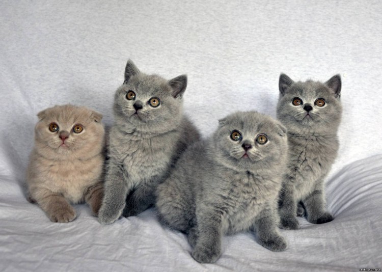 Скоттиш фолд Размеры