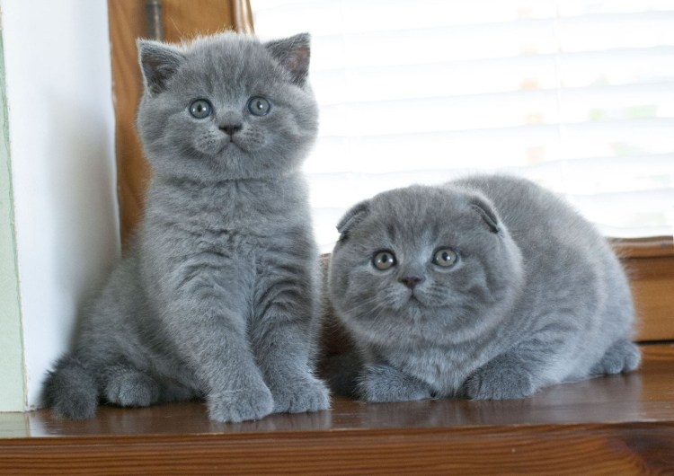 Шотландская вислоухая кошка и Британская отличия