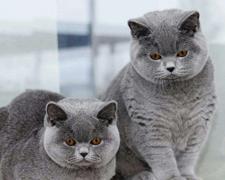 Окрасы абиссинских кошек таблица