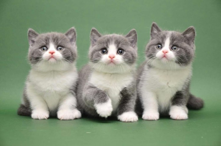 Скоттиш фолд и скоттиш страйт