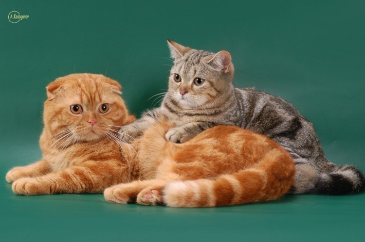 Метис скоттиш фолд