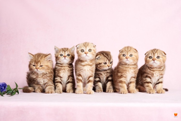 Котенок от британской кошки голубой таби