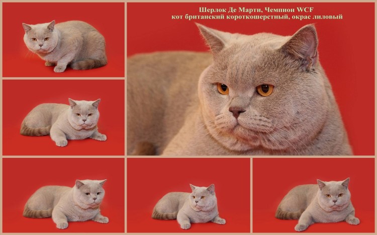 Котята в разном возрасте