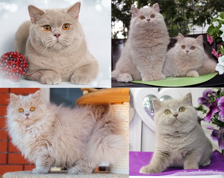 Шотландская кошка отличие от британской пушистый