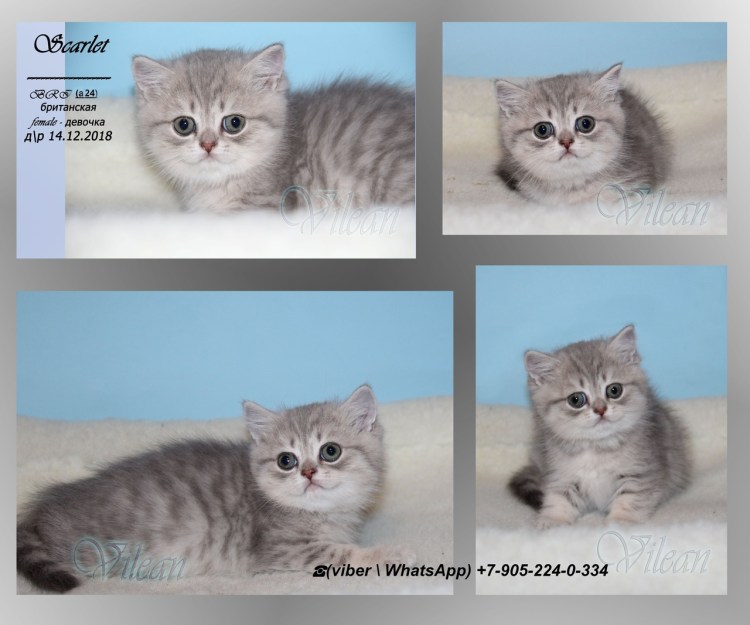 Британская короткошёрстная кошка стандарт породы