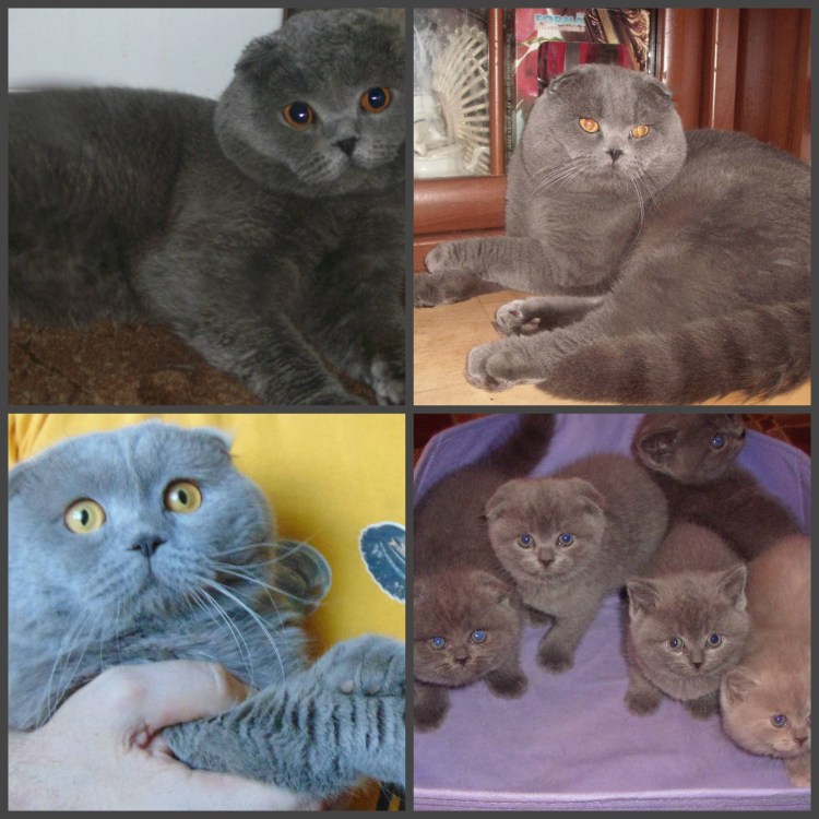 Расцветки кошек британской породы