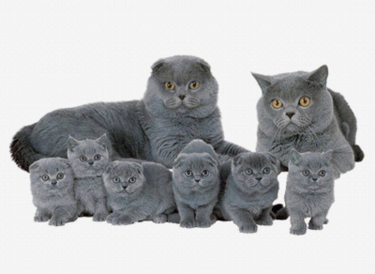 Кот для вязки скоттиш фолд