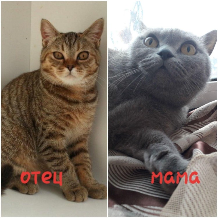 Британская кошка обычная