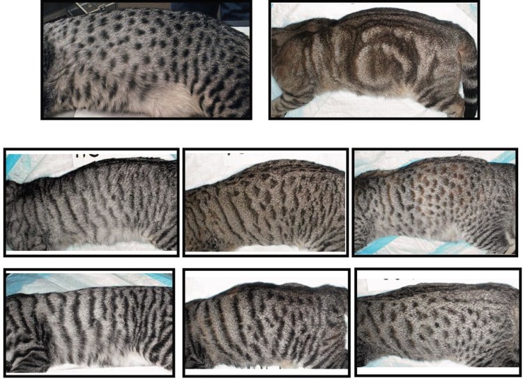 Самые распространенные породы кошек