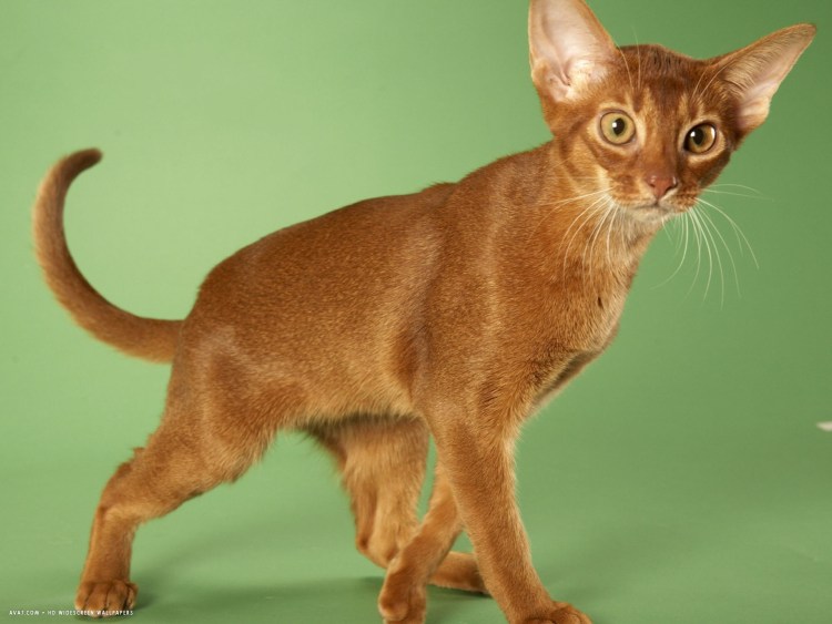 Абиссинец фавн