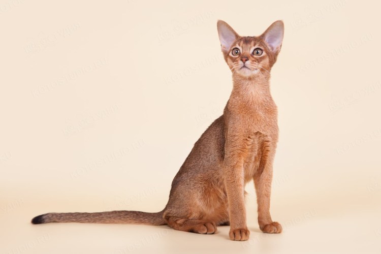 Абиссинская порода кошек