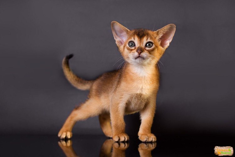 Абиссинская кошка