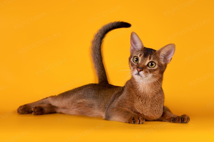 Абиссинская вислоухая