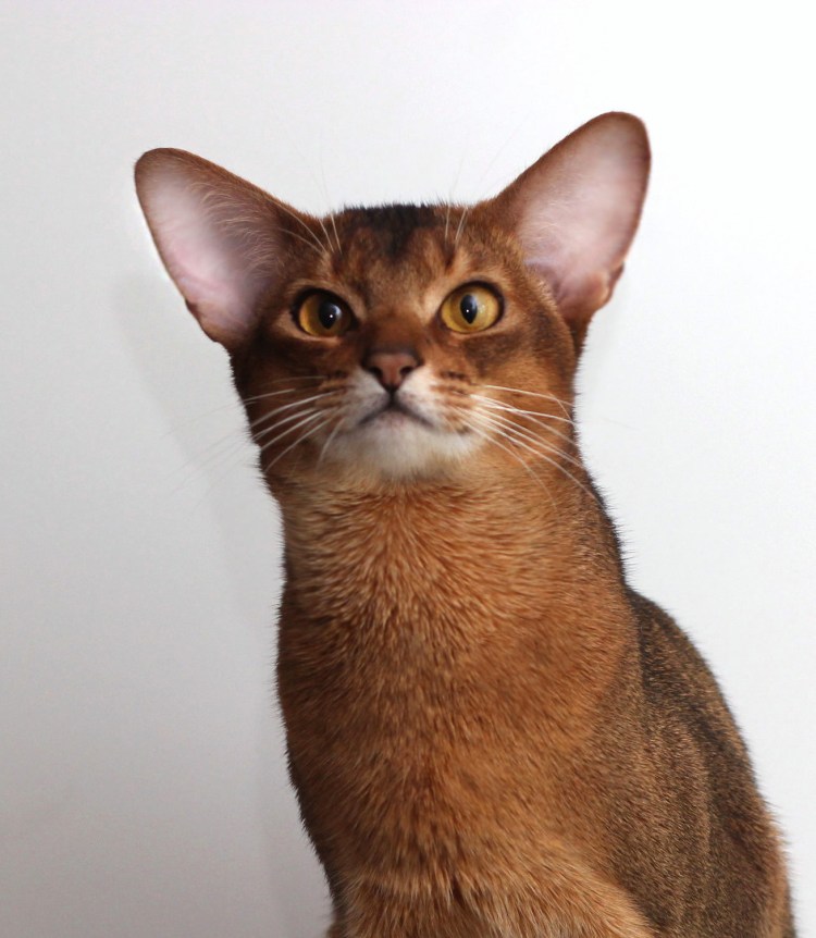 Ориентальные абиссинцы