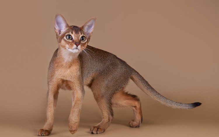 Кот породы абиссинец