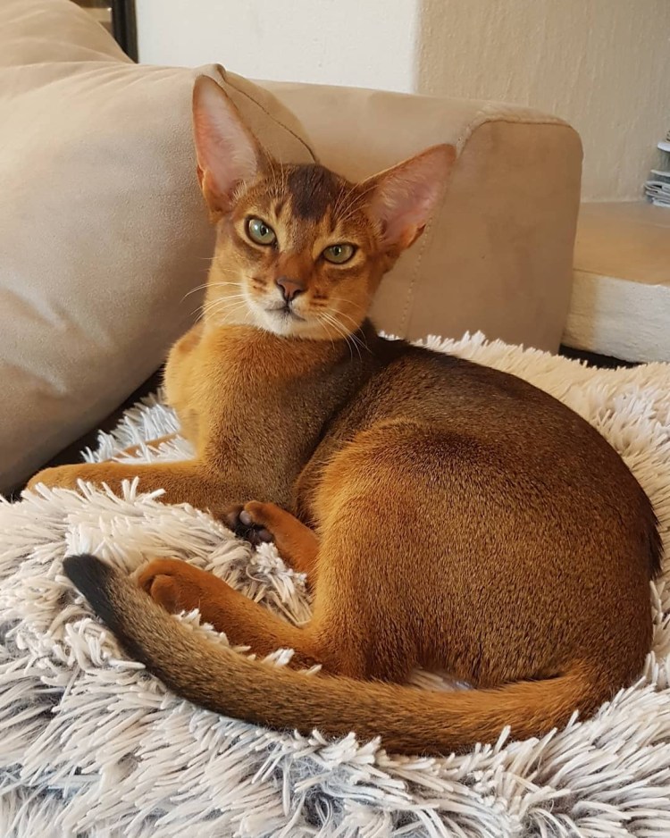 Кот породы абиссинец