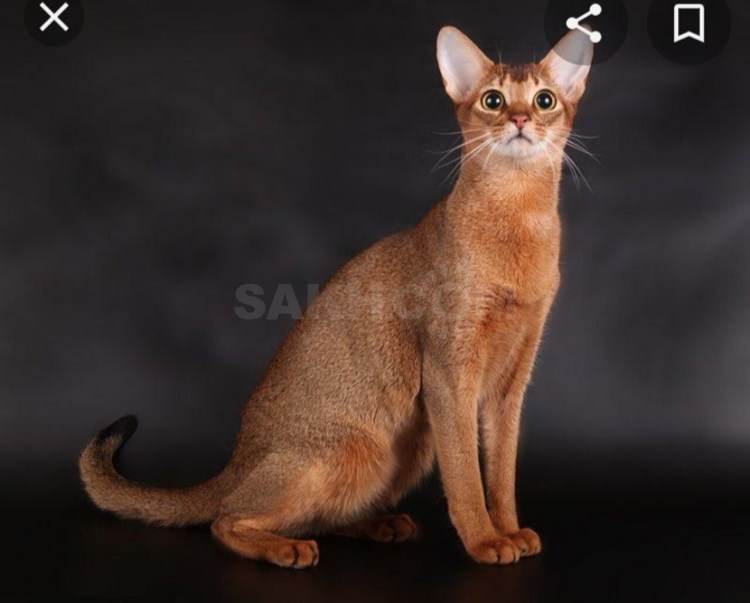 Абиссинская кошка