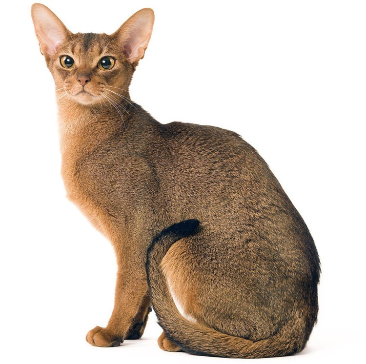 Абиссинская кошка