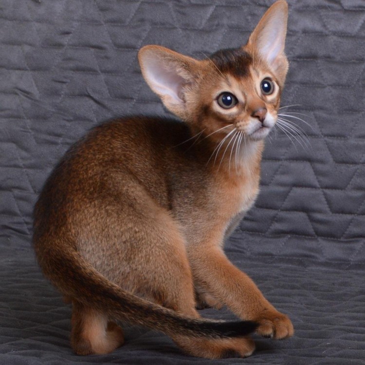 Порода кошек абессины серая короткошерстная