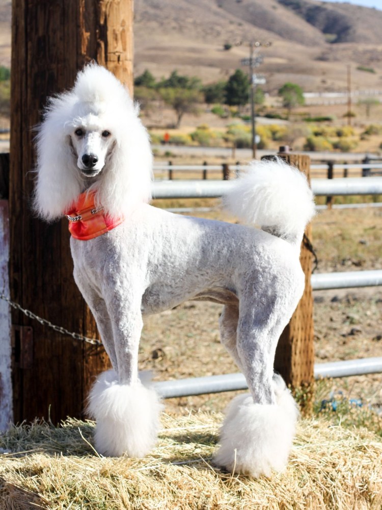 Шотландский пудель