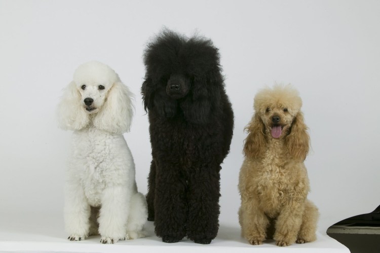 Малый Королевский пудель