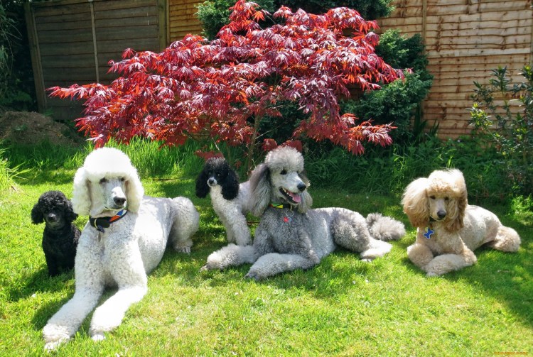 Королевский пудель нестриженный