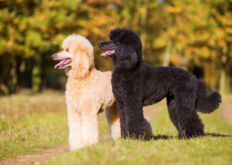 Королевский пудель