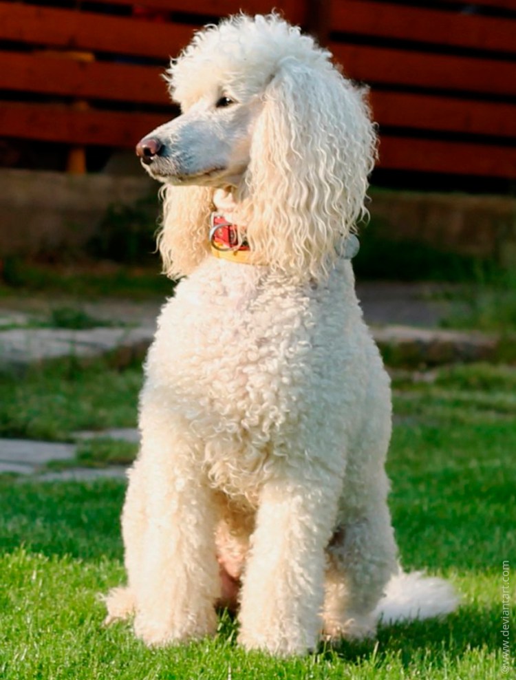 Пудель большой Королевский