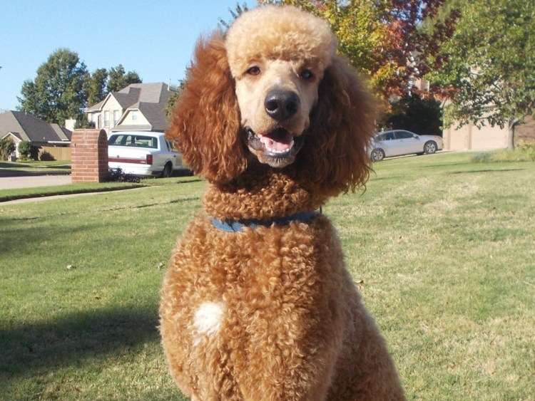 Карликовый Королевский пудель