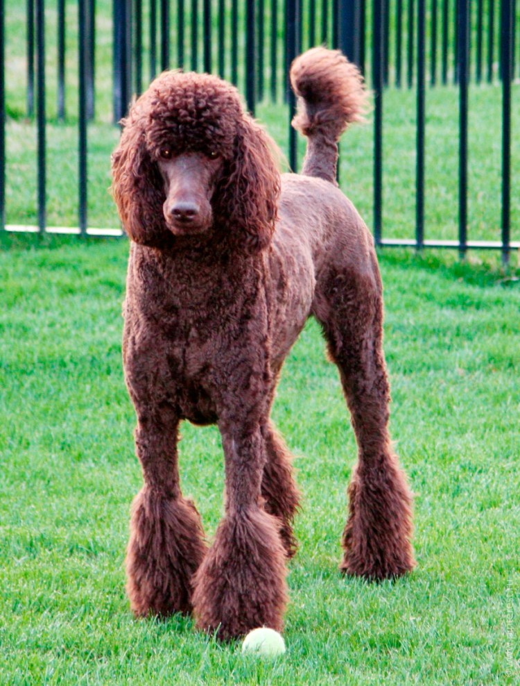 Королевский пудель Скандинавский Лев