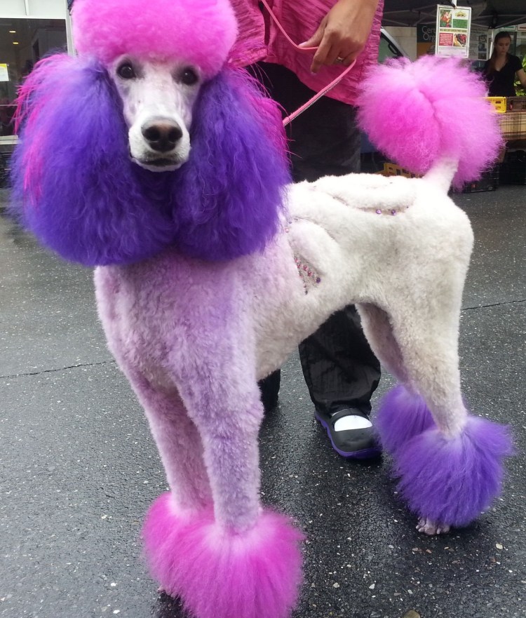 Королевский пудель Континенталь