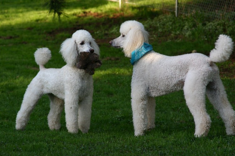 Белый Королевский пудель