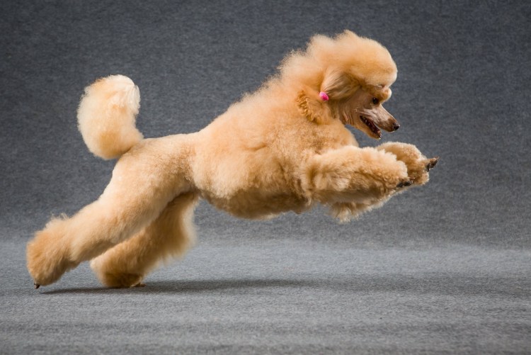 Пудель Королевский белый стриженный