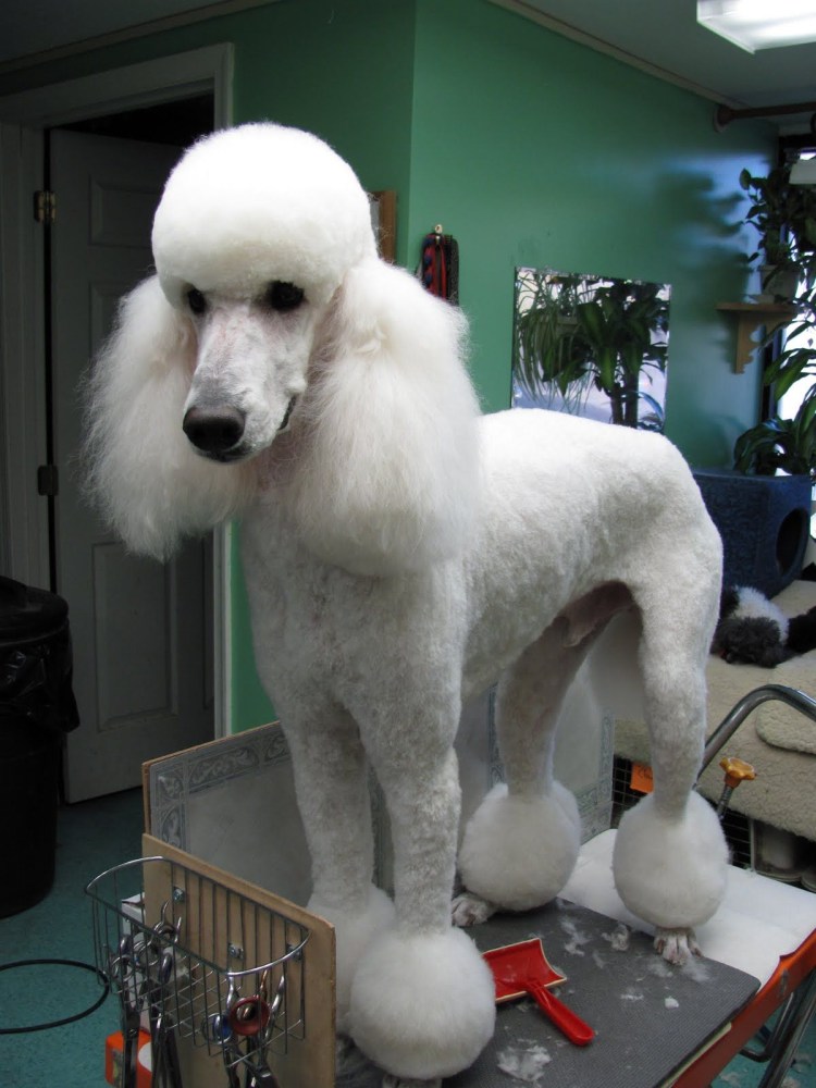 Королевский пудель черный