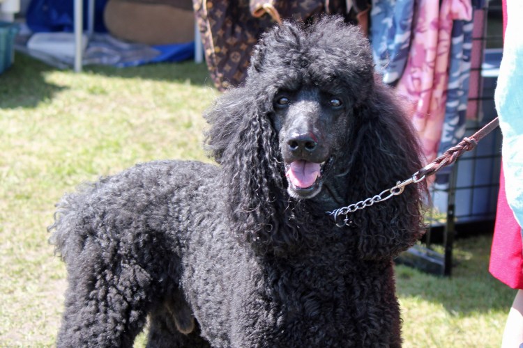 Карликовый Королевский пудель