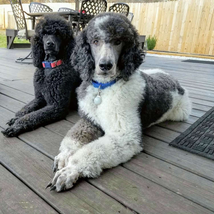 Французский пудель