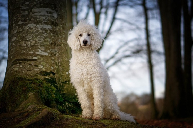 Королевский пудель средний