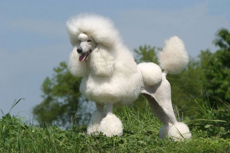 Собачка карликовый пудель