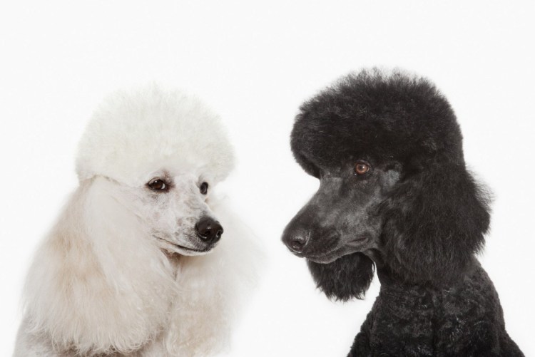 Той пудель Арлекин