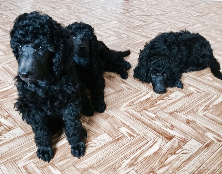 Карликовый пудель нестриженный