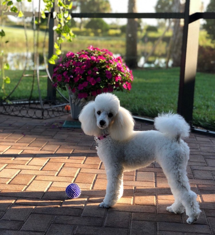 Карликовый Королевский пудель