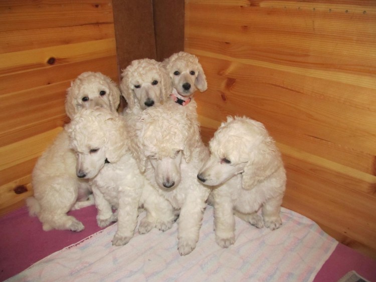 Пудель окрас Фантом